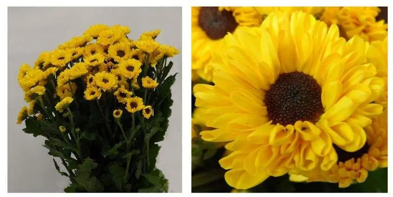 Викинг Дарк 