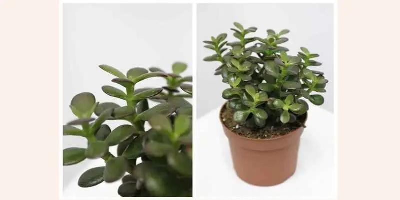 Крассула Овата Минор Д12 Н20