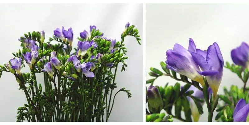 Дельта Ривер